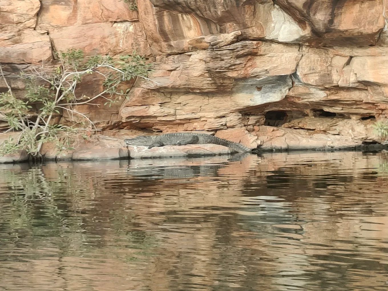 A crocodile basking on the rocks beside the Chambal River near Kota